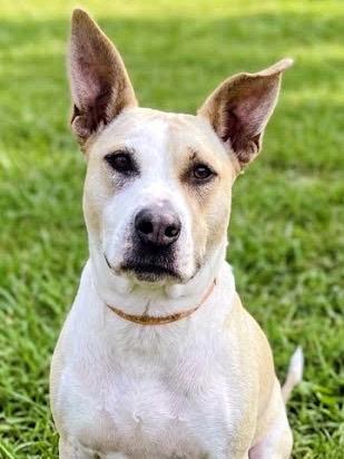 Enlarge Heidi, a Adoptable Pit Bull Terrier in Greencastle, IN image 2/6