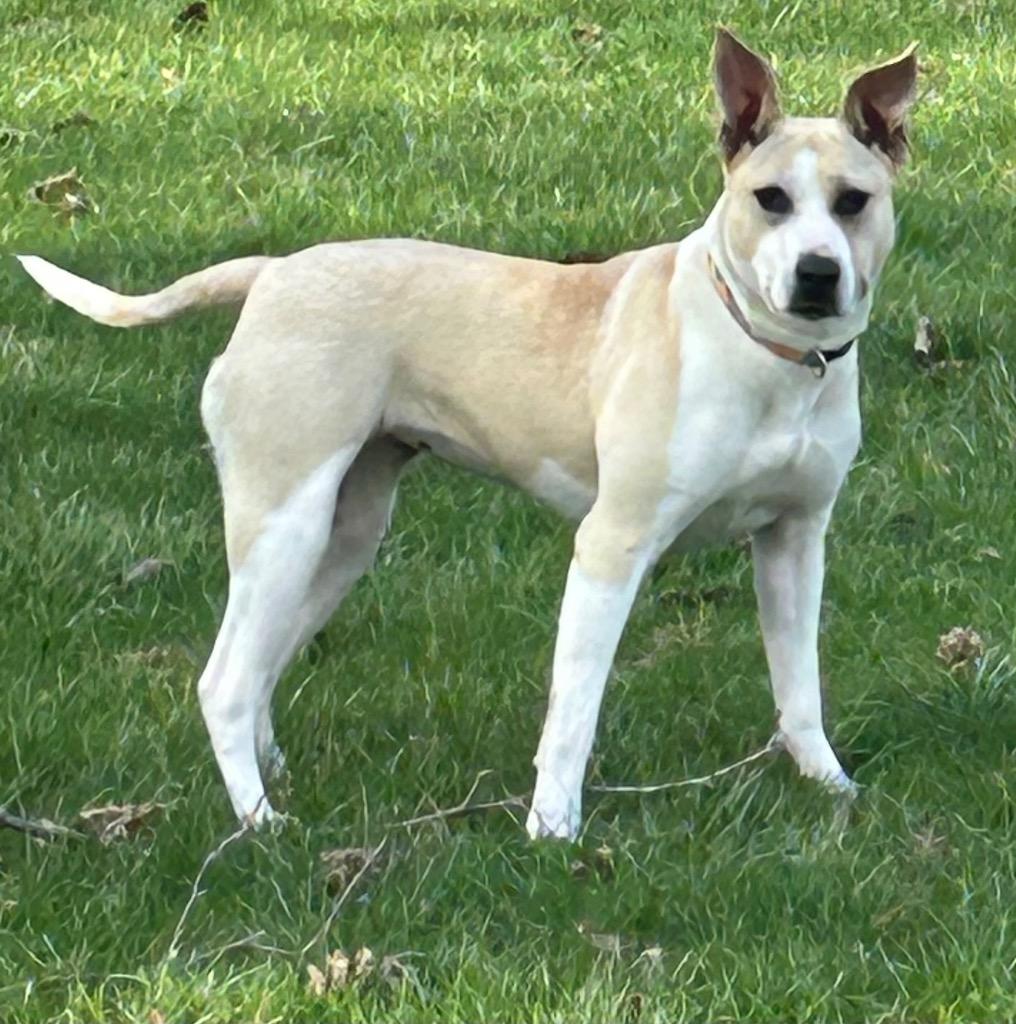 Enlarge Heidi, a Adoptable Pit Bull Terrier in Greencastle, IN image 2/5