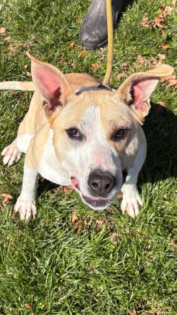 Enlarge Heidi, a Adoptable Pit Bull Terrier in Greencastle, IN image 4/5