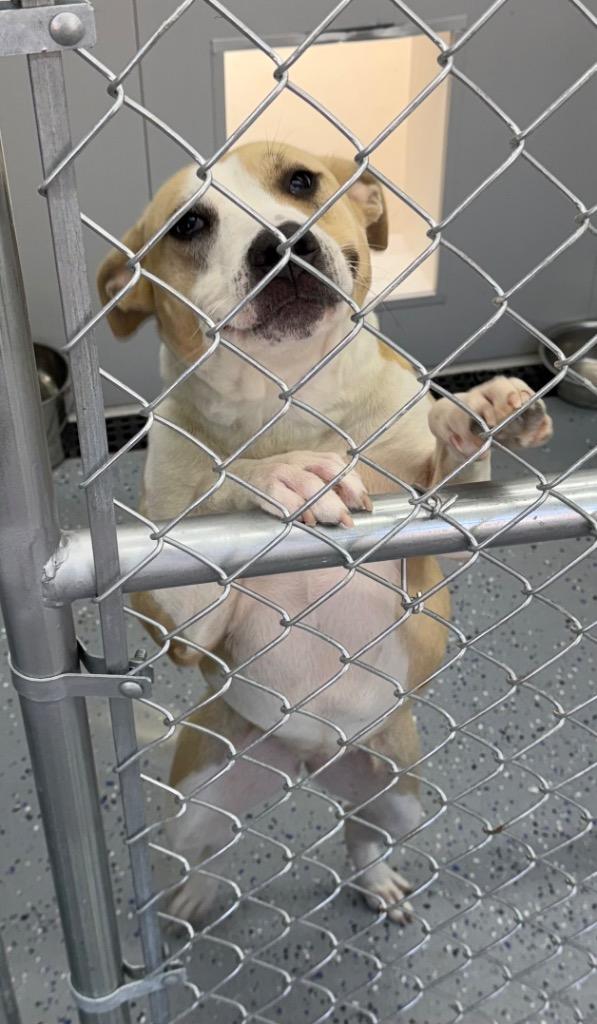 Enlarge Heidi, a Adoptable Pit Bull Terrier in Greencastle, IN image 5/5