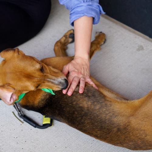 Shony, Adoptable, Puppy Male Hound & Mixed Breed.