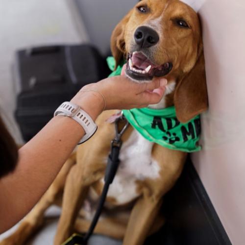 Enlarge Shony, a Adoptable mixed breed in Washington DC, DC image 2/6