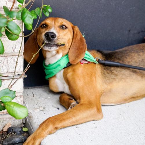 Enlarge Shony, a Adoptable mixed breed in Washington DC, DC image 3/6