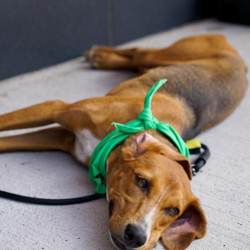 Enlarge Shony, a Adoptable mixed breed in Washington DC, DC image 4/6