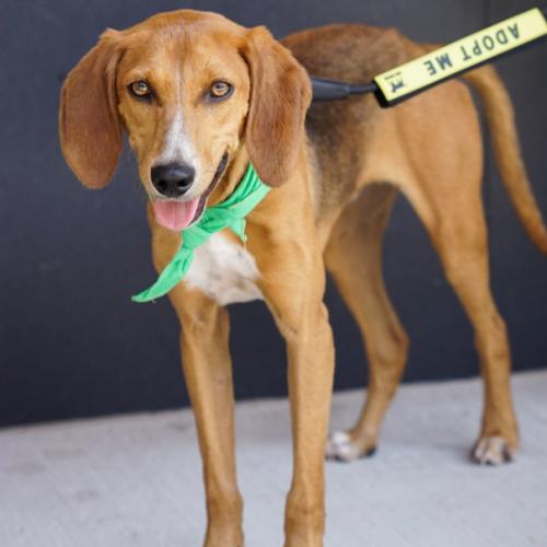 Enlarge Shony, a Adoptable mixed breed in Washington DC, DC image 5/6