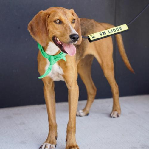 Enlarge Shony, a Adoptable mixed breed in Washington DC, DC image 6/6