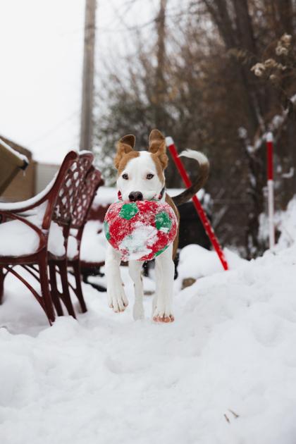 Enlarge Creed, a Adoptable mixed breed in Chicago, IL image 3/5