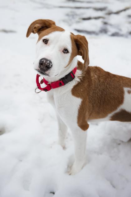 Enlarge Creed, a Adoptable mixed breed in Chicago, IL image 5/5