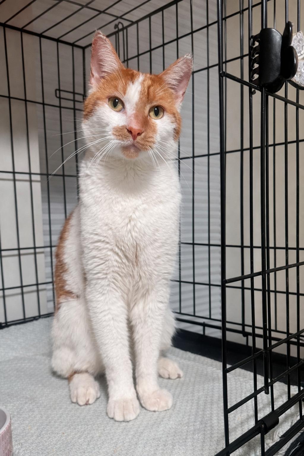 Enlarge Noah, an adopted Domestic Short Hair in Larchmont, NY image 2/5