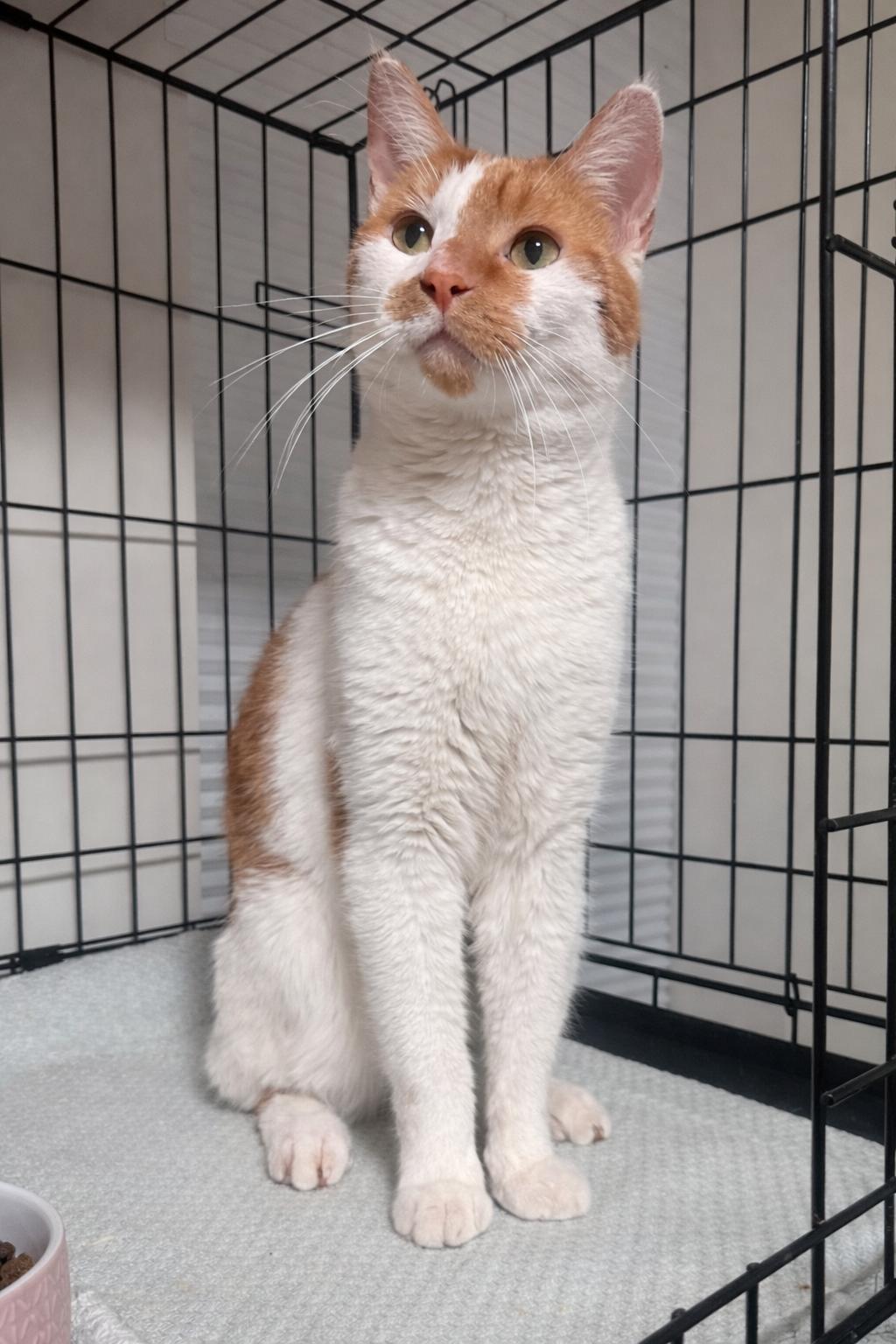 Enlarge Noah, an adopted Domestic Short Hair in Larchmont, NY image 4/5