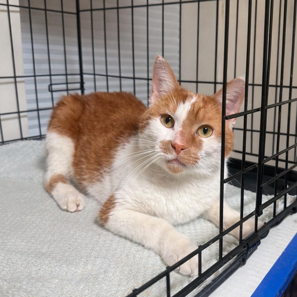 Noah, adopted, Young Male Domestic Short Hair.