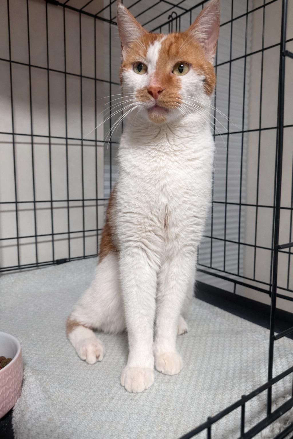 Enlarge Noah, an adopted Domestic Short Hair in Larchmont, NY image 5/5