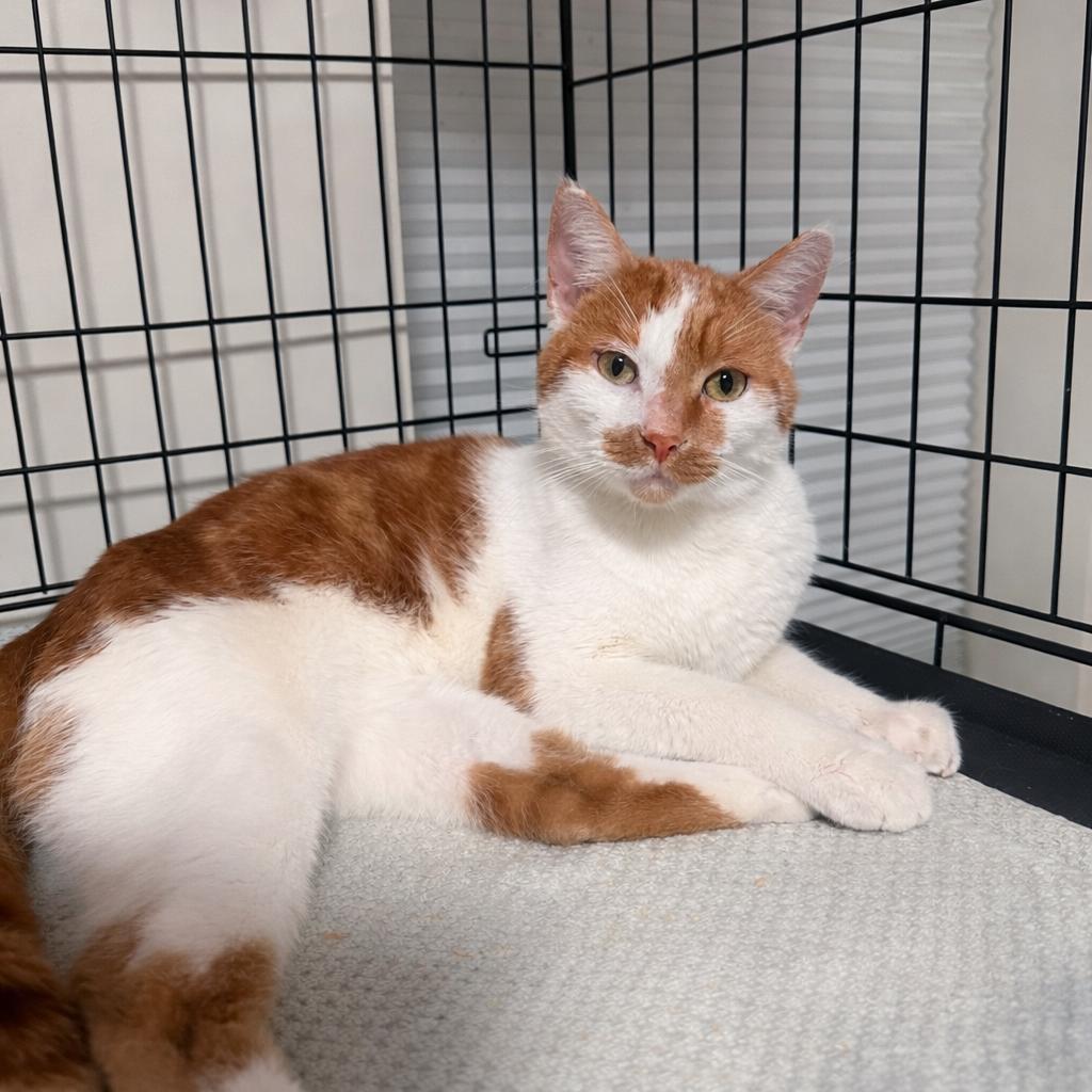 Enlarge Noah, an adopted Domestic Short Hair in Larchmont, NY image 3/5