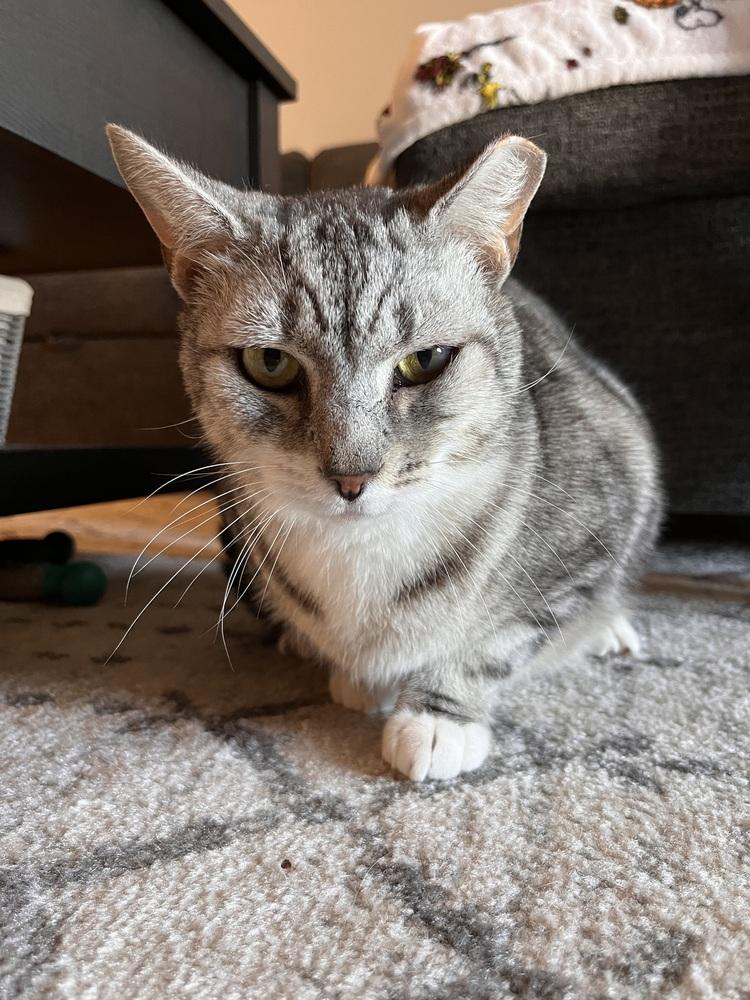 Enlarge Felix, a Adoptable Domestic Short Hair in Saint Augustine, FL image 1/6