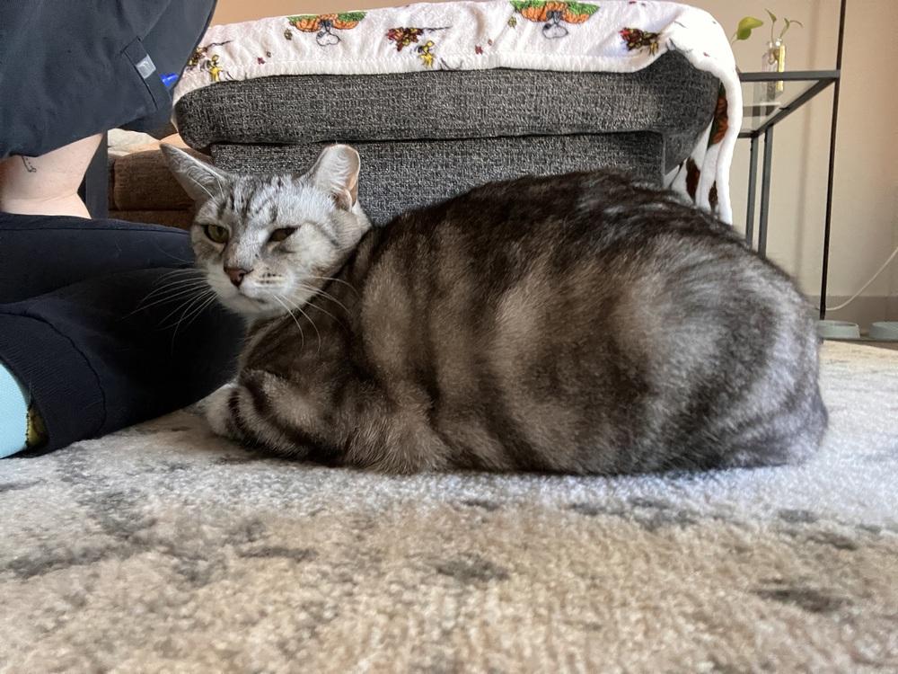 Enlarge Felix, a Adoptable Domestic Short Hair in Saint Augustine, FL image 2/6