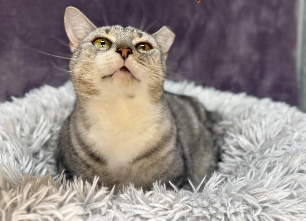 Enlarge Felix, a Adoptable Domestic Short Hair in Saint Augustine, FL image 3/6