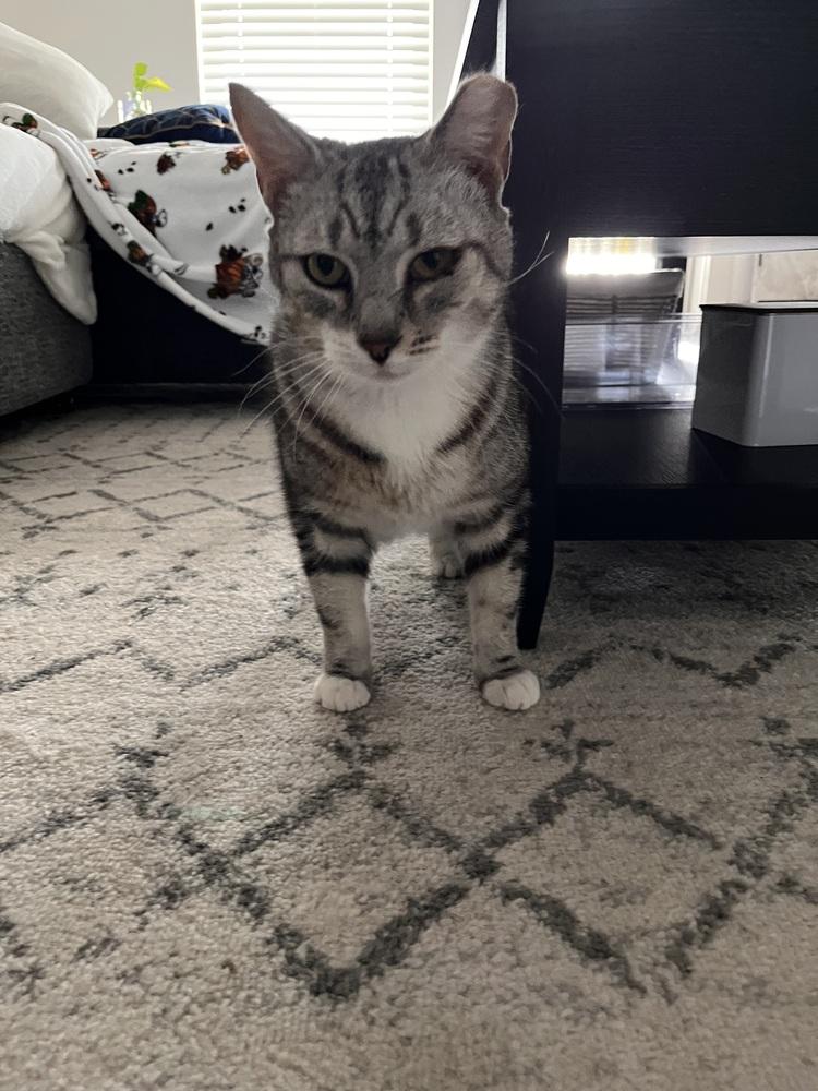 Enlarge Felix, a Adoptable Domestic Short Hair in Saint Augustine, FL image 5/6