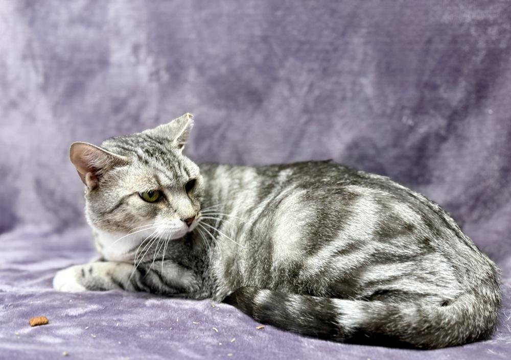 Enlarge Felix, a Adoptable Domestic Short Hair in Saint Augustine, FL image 6/6