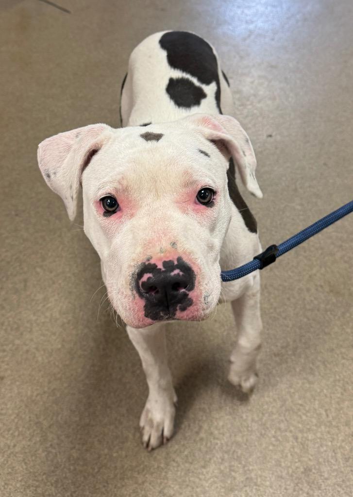 Enlarge Banana Split, a Adoptable mixed breed in Springfield, OH image 1/1