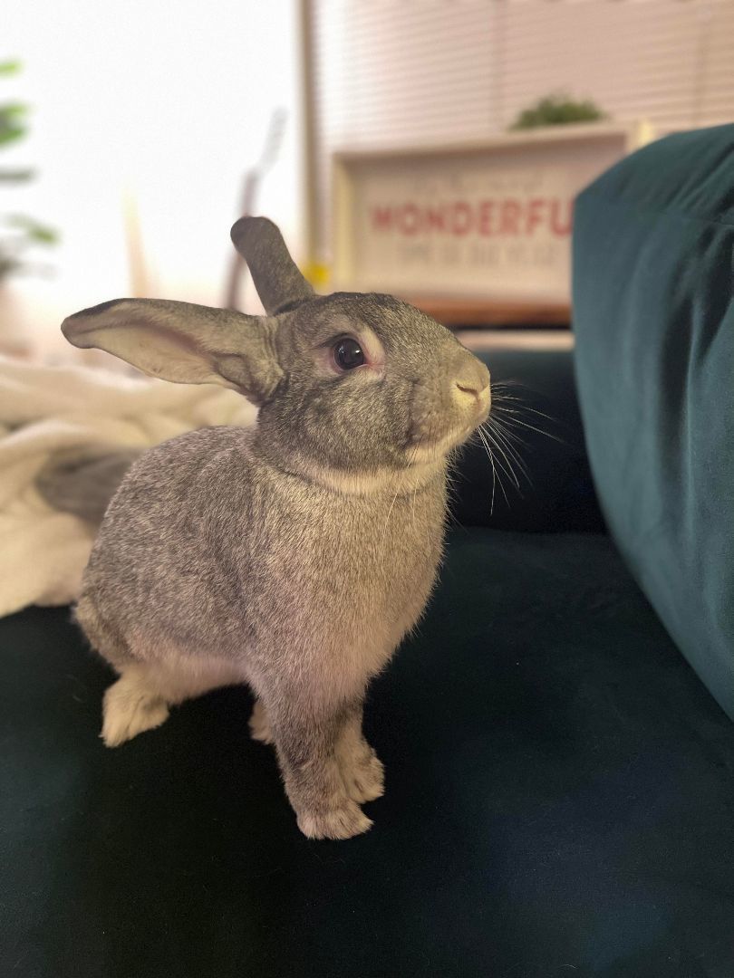 Franklin, a Adopted Chinchilla in Ferndale, WA image 1/6