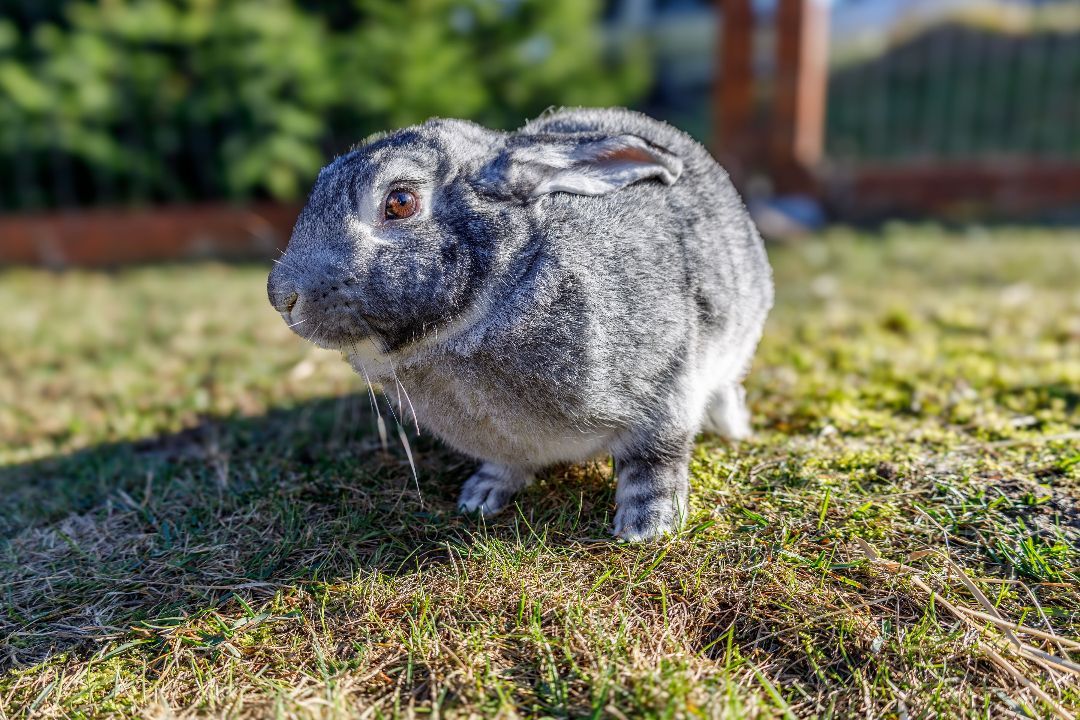 Franklin, a Adopted Chinchilla in Ferndale, WA image 2/6