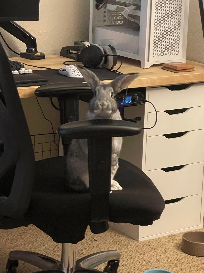 Franklin, a Adopted Chinchilla in Ferndale, WA image 3/6