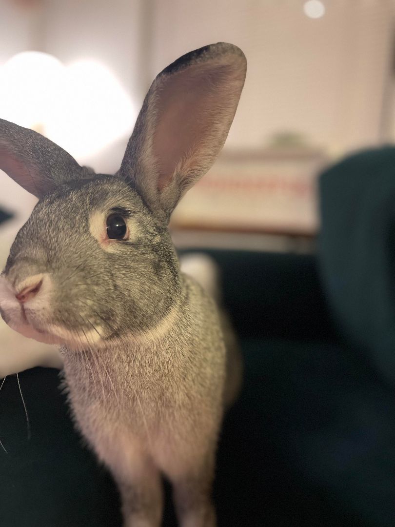 Franklin, a Adopted Chinchilla in Ferndale, WA image 4/6