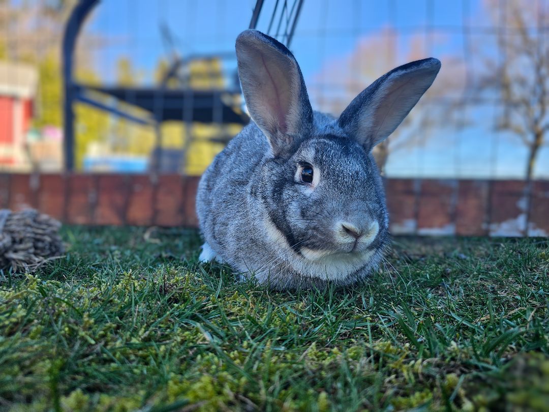 Franklin, a Adopted Chinchilla in Ferndale, WA image 5/6