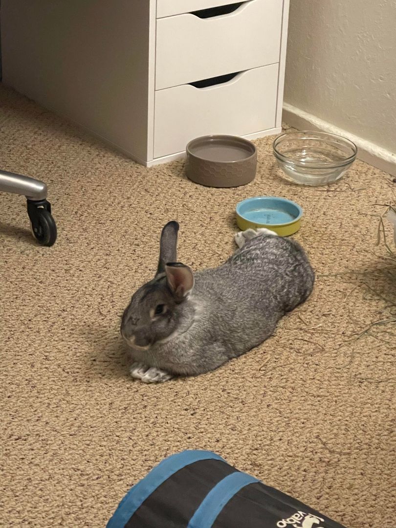 Franklin, a Adopted Chinchilla in Ferndale, WA image 6/6