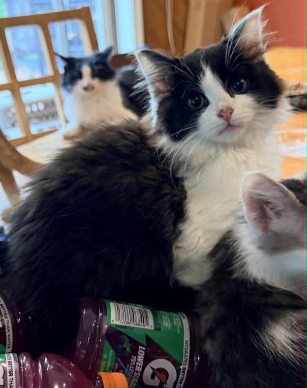 Papaya, adopted, Kitten Female Domestic Long Hair.