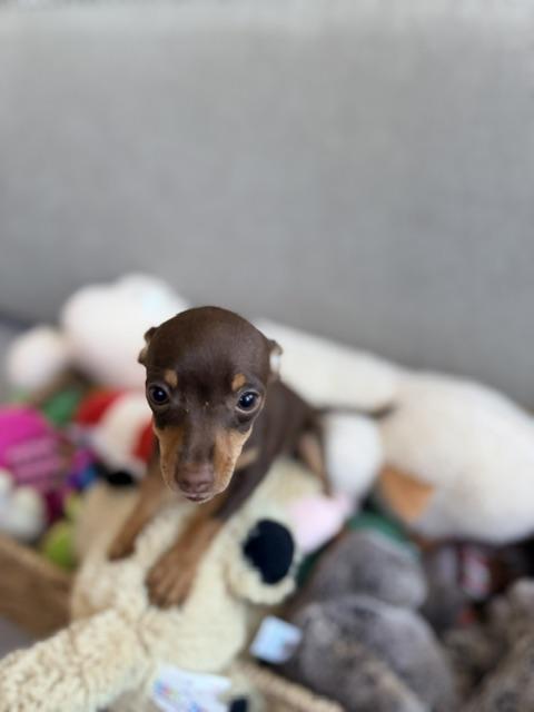 Cinnamon, adopted, Puppy Female Chihuahua.