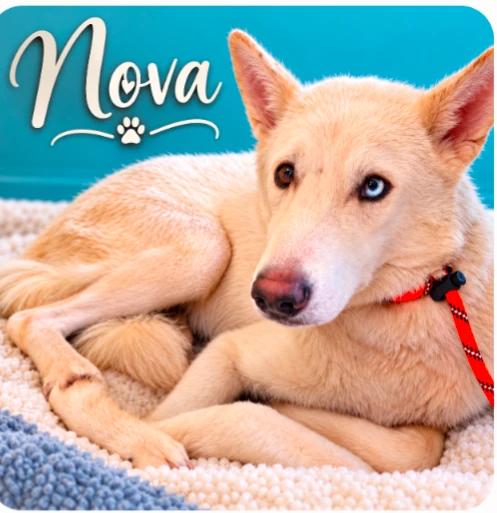Nova, Adoptable, Adult Female Husky.