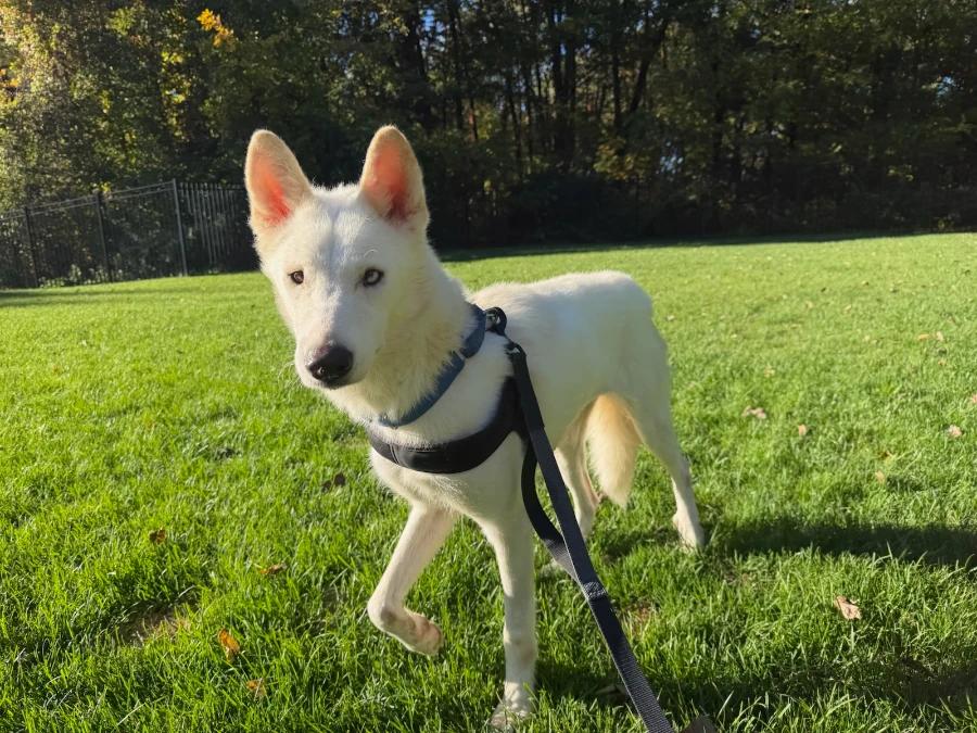 Enlarge Nova, a Adopted mixed breed in CHURCHVILLE, NY image 2/2