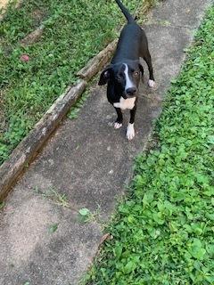 Enlarge Electra, a Adoptable mixed breed in Pottstown, PA image 1/6