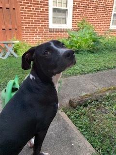 Enlarge Electra, a Adoptable mixed breed in Pottstown, PA image 2/6