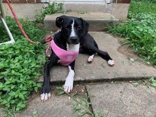 Enlarge Electra, a Adoptable mixed breed in Pottstown, PA image 3/6