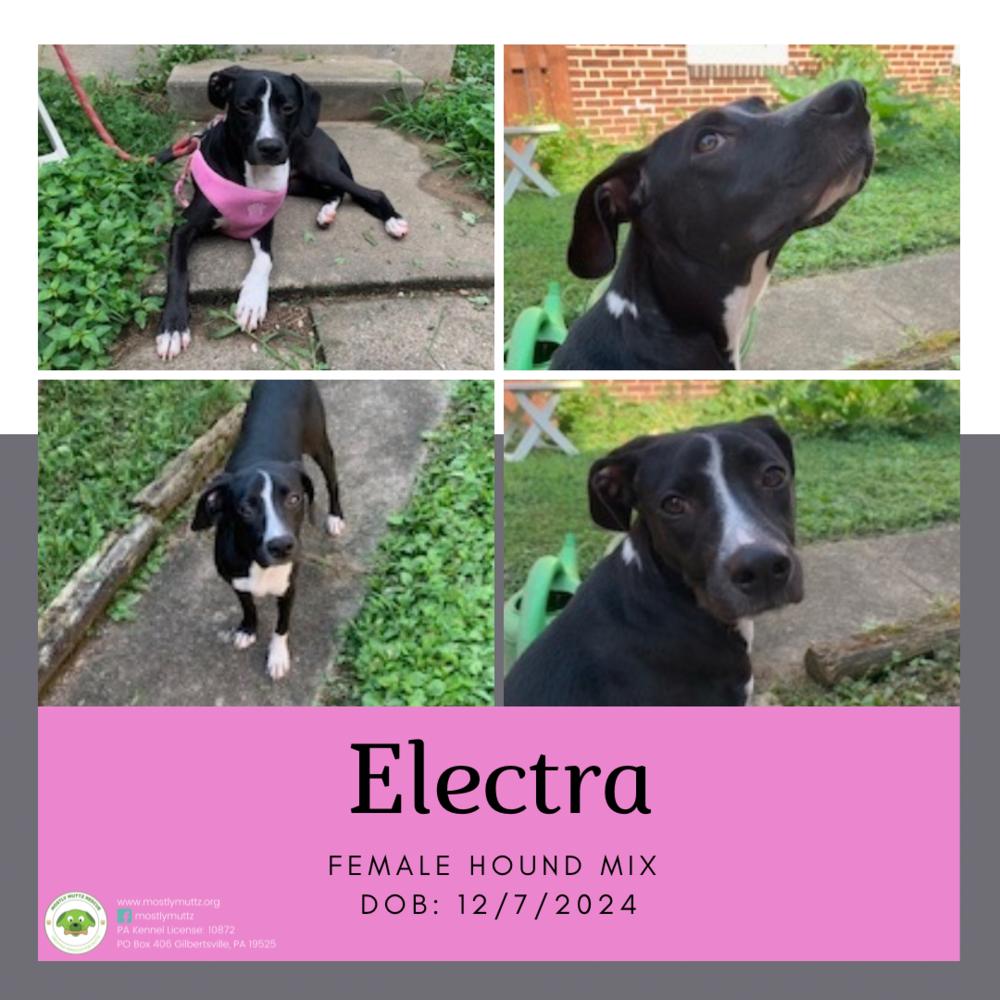 Electra, Adoptable, Puppy Female Hound.
