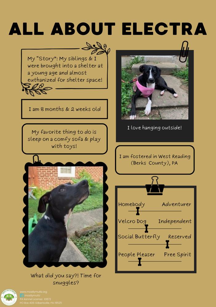 Enlarge Electra, a Adoptable mixed breed in Pottstown, PA image 5/6