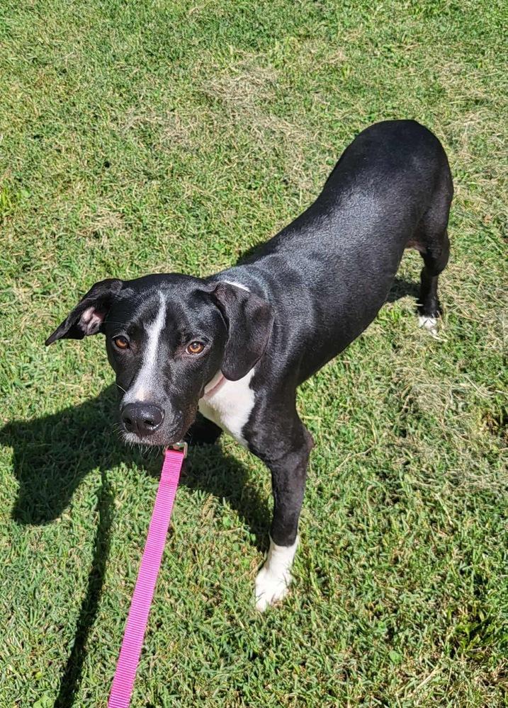 Enlarge Electra, a Adoptable mixed breed in Pottstown, PA image 6/6