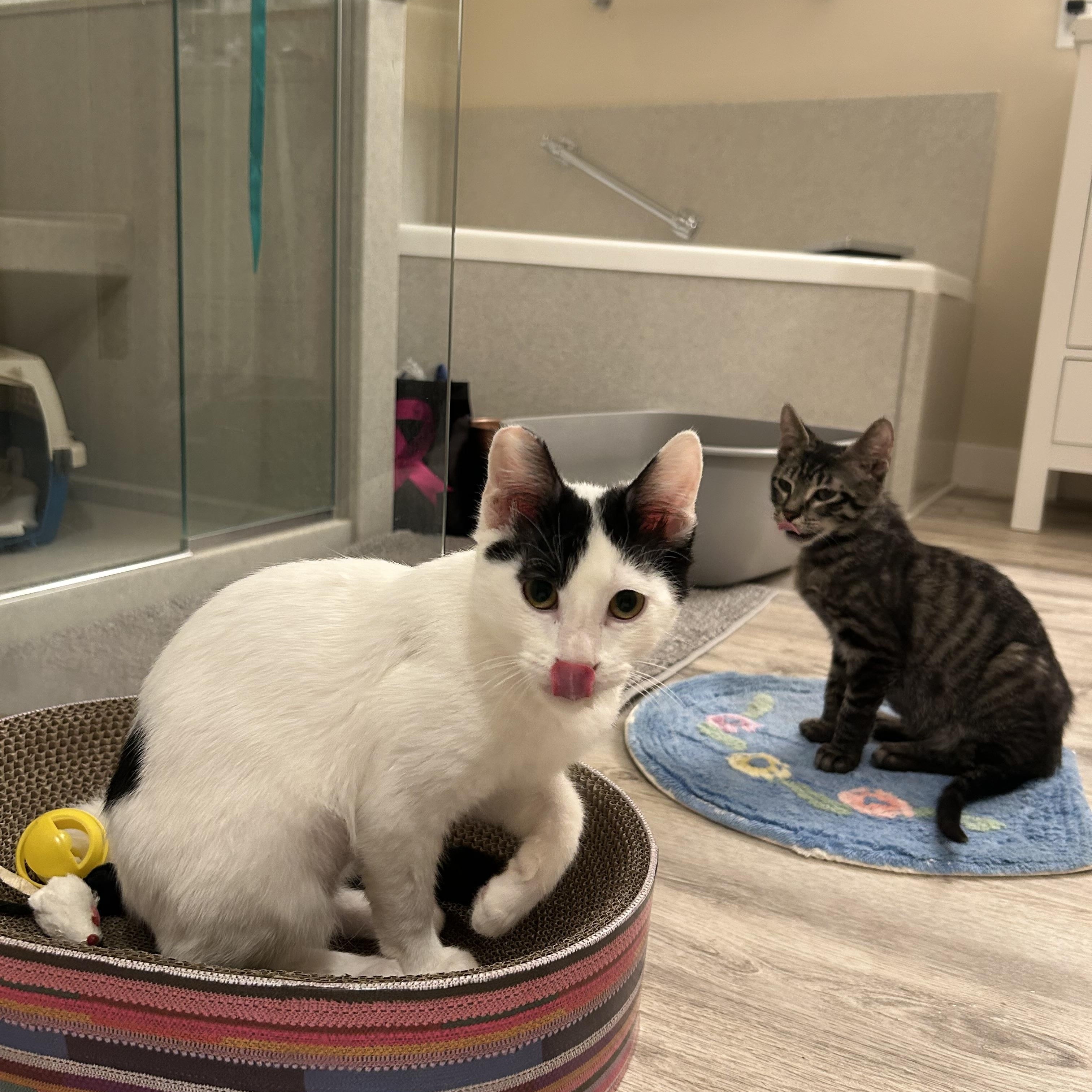 Enlarge Sebastian, a Adoptable Domestic Short Hair in Woodinville, WA image 2/4