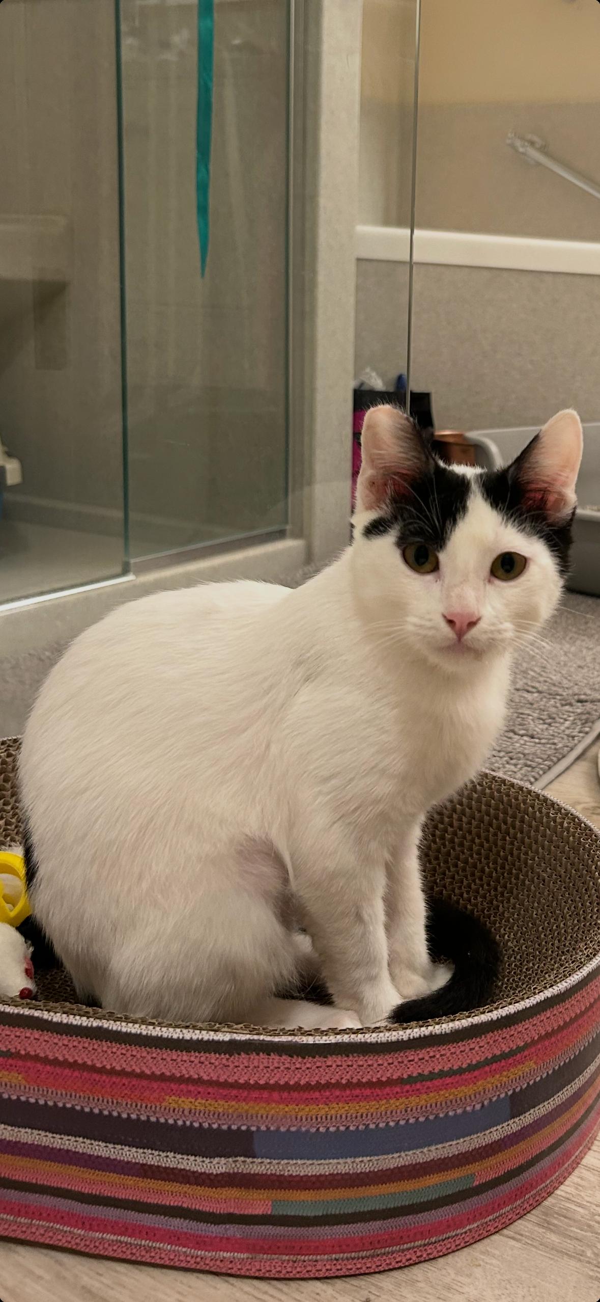 Sebastian, Adoptable, Kitten Male Domestic Short Hair.