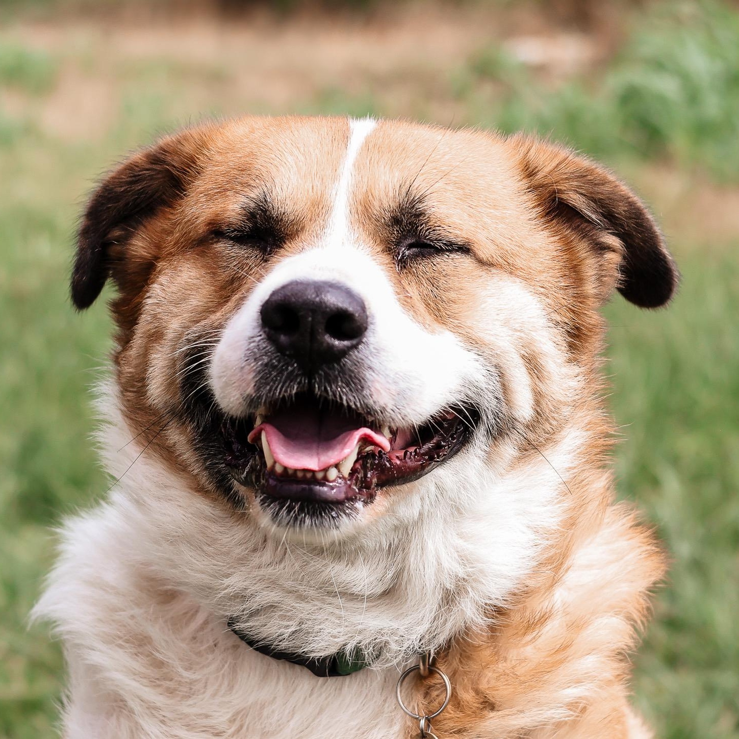 Enlarge *Whiskey & Brewski (Bonded Pair), a Adoptable mixed breed in Justin, TX image 2/5