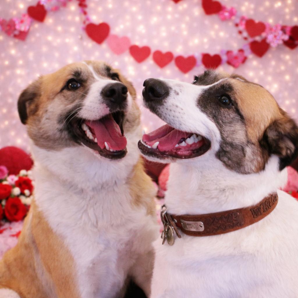 Enlarge *Whiskey & Brewski (Bonded Pair), a Adoptable mixed breed in Justin, TX image 2/6