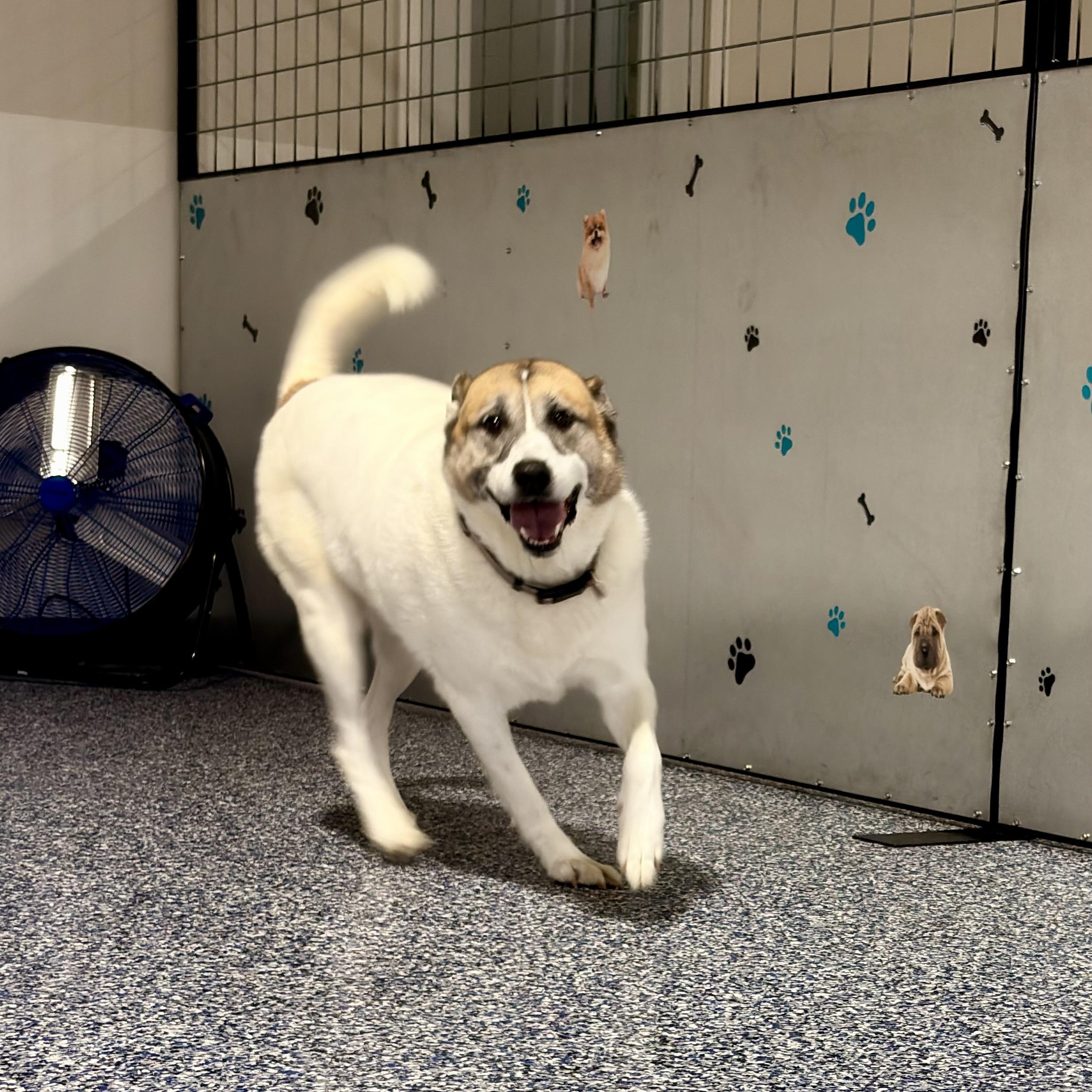Whiskey, an adoptable mixed breed in Justin, TX image 1/4