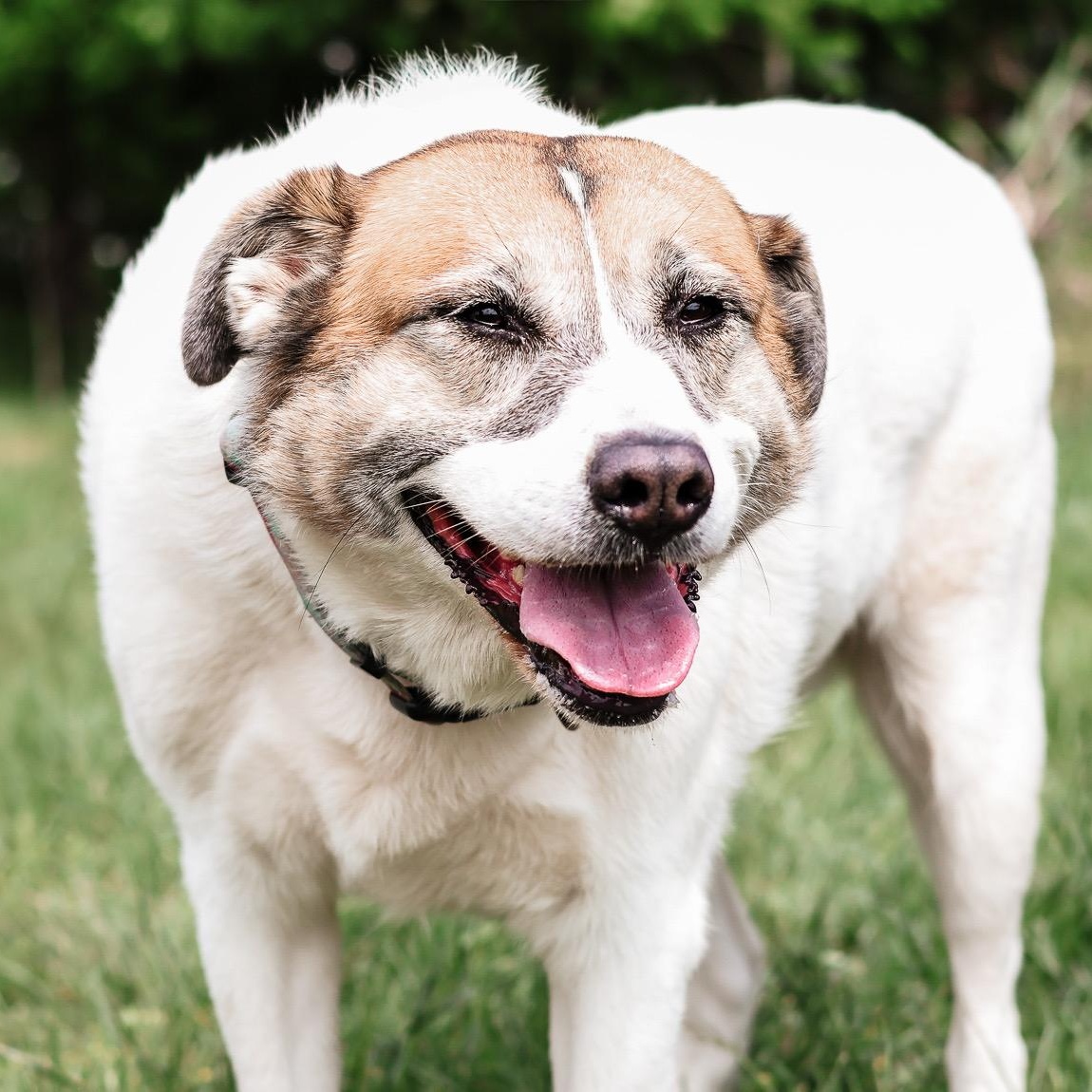 *Whiskey & Brewski (Bonded Pair)