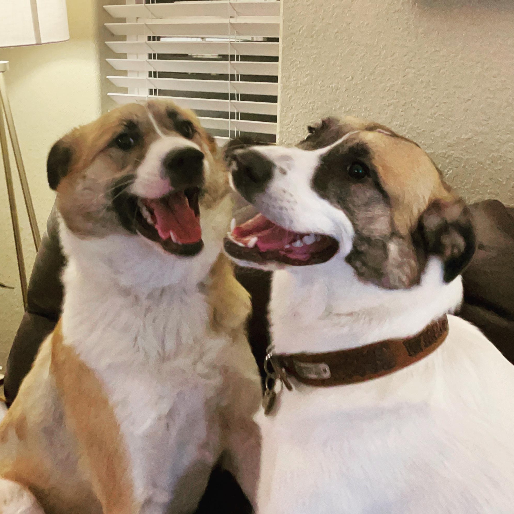 Enlarge *Whiskey & Brewski (Bonded Pair), a Adoptable mixed breed in Justin, TX image 1/5