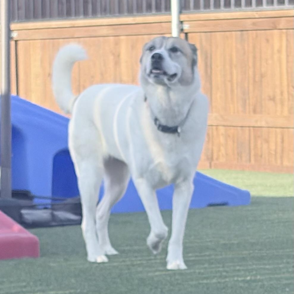 Whiskey, an adoptable mixed breed in Justin, TX image 3/4