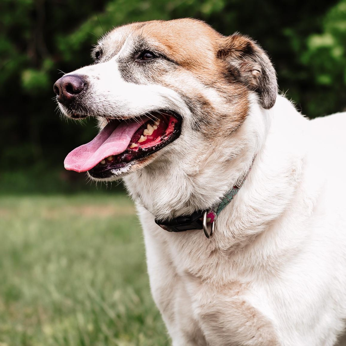 Enlarge *Whiskey & Brewski (Bonded Pair), a Adoptable mixed breed in Justin, TX image 5/5