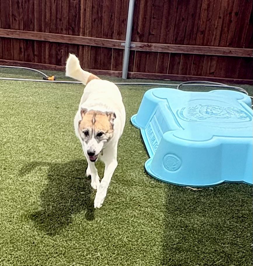 Whiskey, an adoptable mixed breed in Justin, TX image 2/4