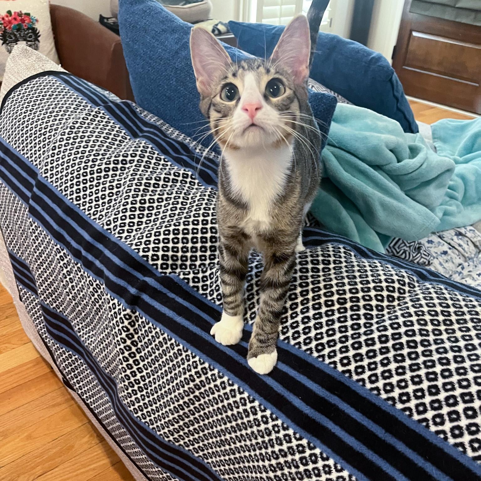 Enlarge Franz, a Adoptable Tabby in New Orleans, LA image 1/1